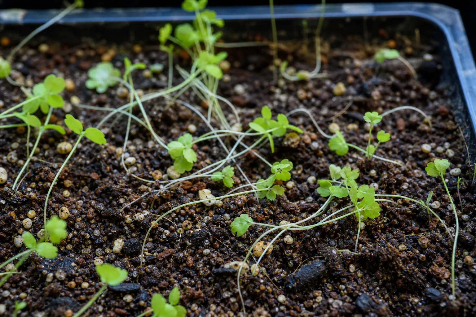 Seedlings Falling Over on Maidenhair Fern - visible symptom on the plant