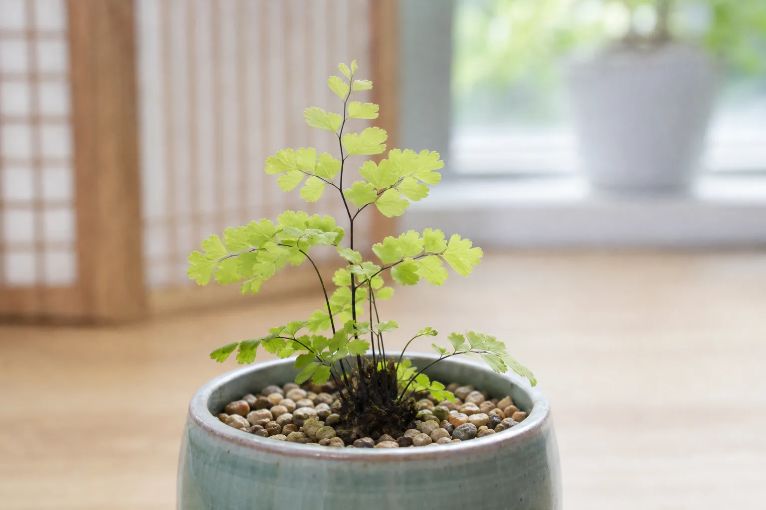 Slow Growth on Maidenhair Fern - visible symptom on the plant