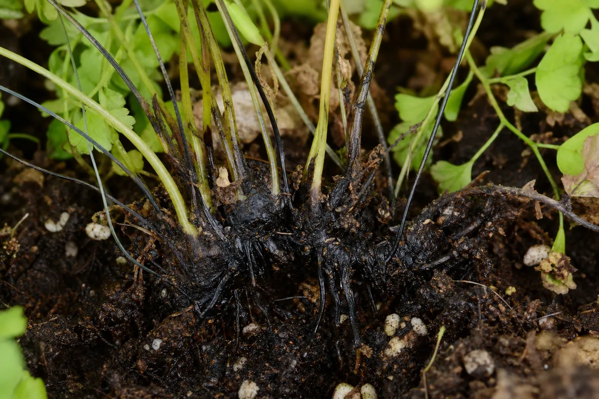 Close-up of Stem Rot on Maidenhair Fern - diagnostic detail