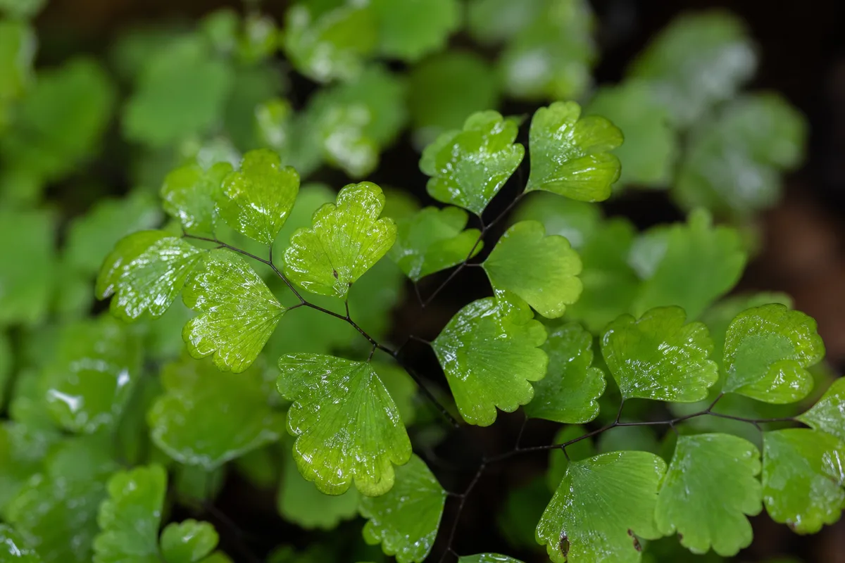 Close-up of Sticky Leaves on Maidenhair Fern - diagnostic detail
