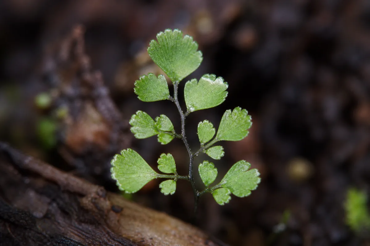 Close-up of Stunted Growth on Maidenhair Fern - diagnostic detail