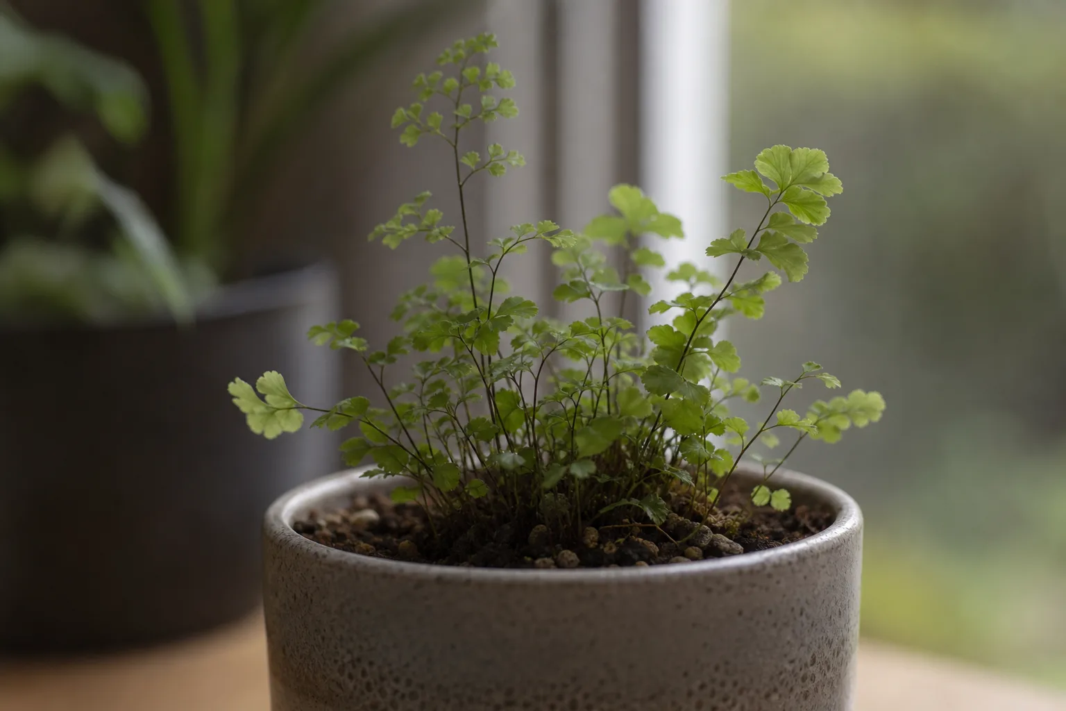 Stunted Growth on Maidenhair Fern - visible symptom on the plant