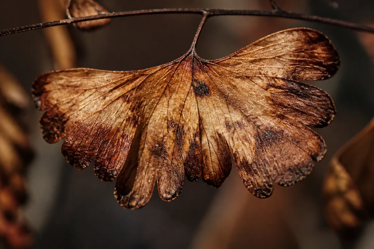 Close-up of Sunburn / Scorched Leaves on Maidenhair Fern - diagnostic detail
