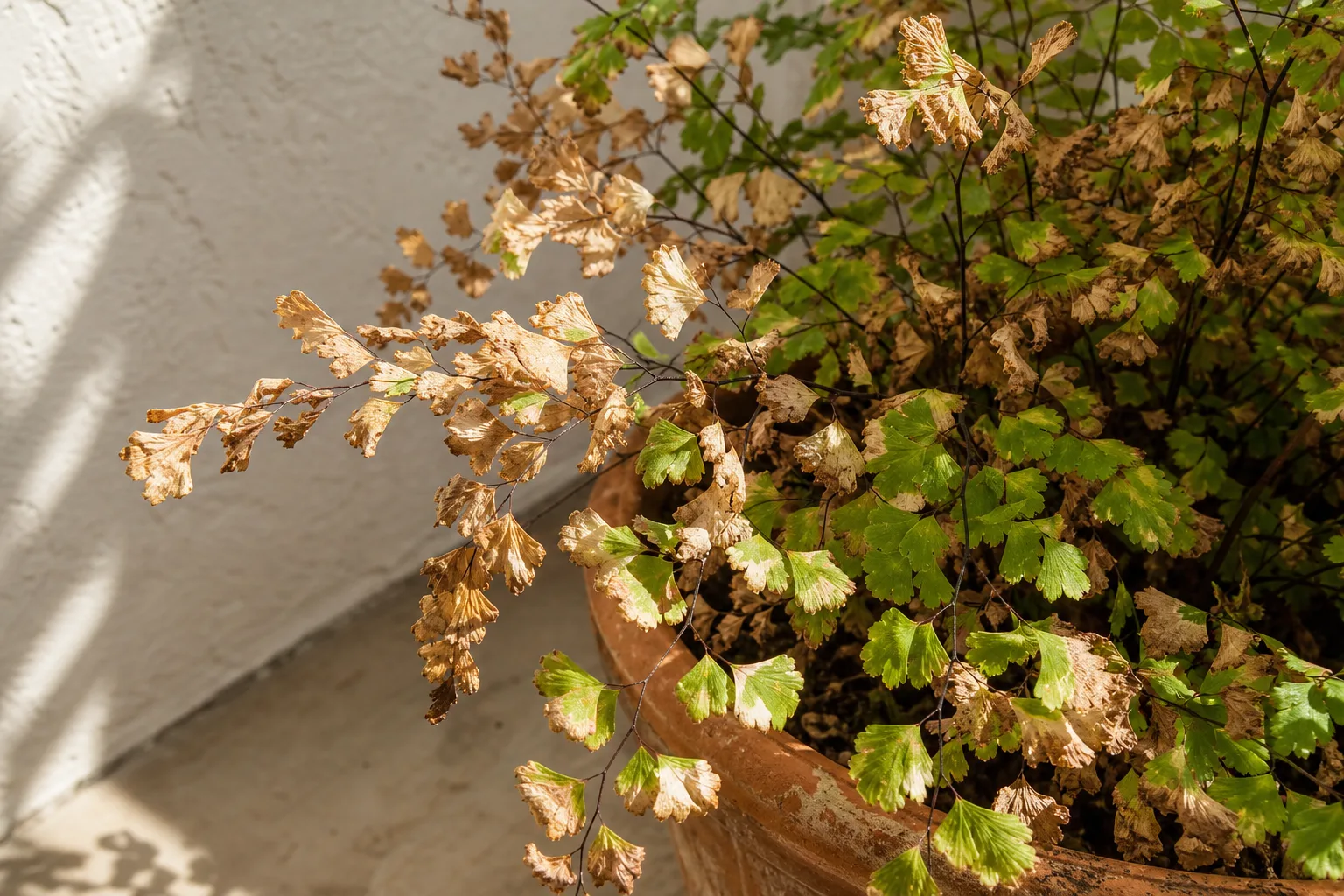 Sunburn / Scorched Leaves on Maidenhair Fern - visible symptom on the plant