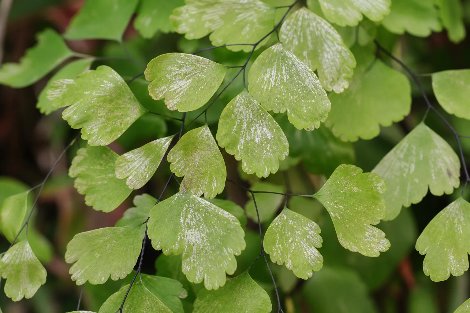 Thrips on Maidenhair Fern - visible symptom on the plant