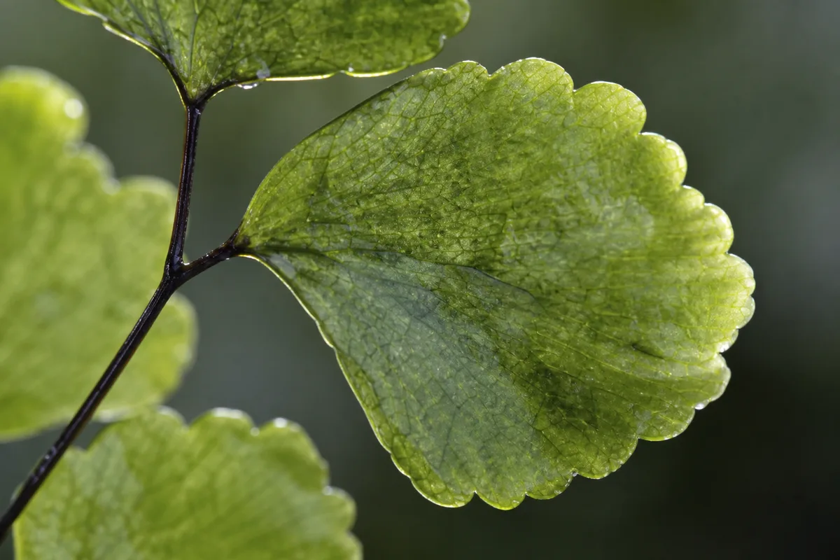 Close-up of Transparent Leaves on Maidenhair Fern - diagnostic detail