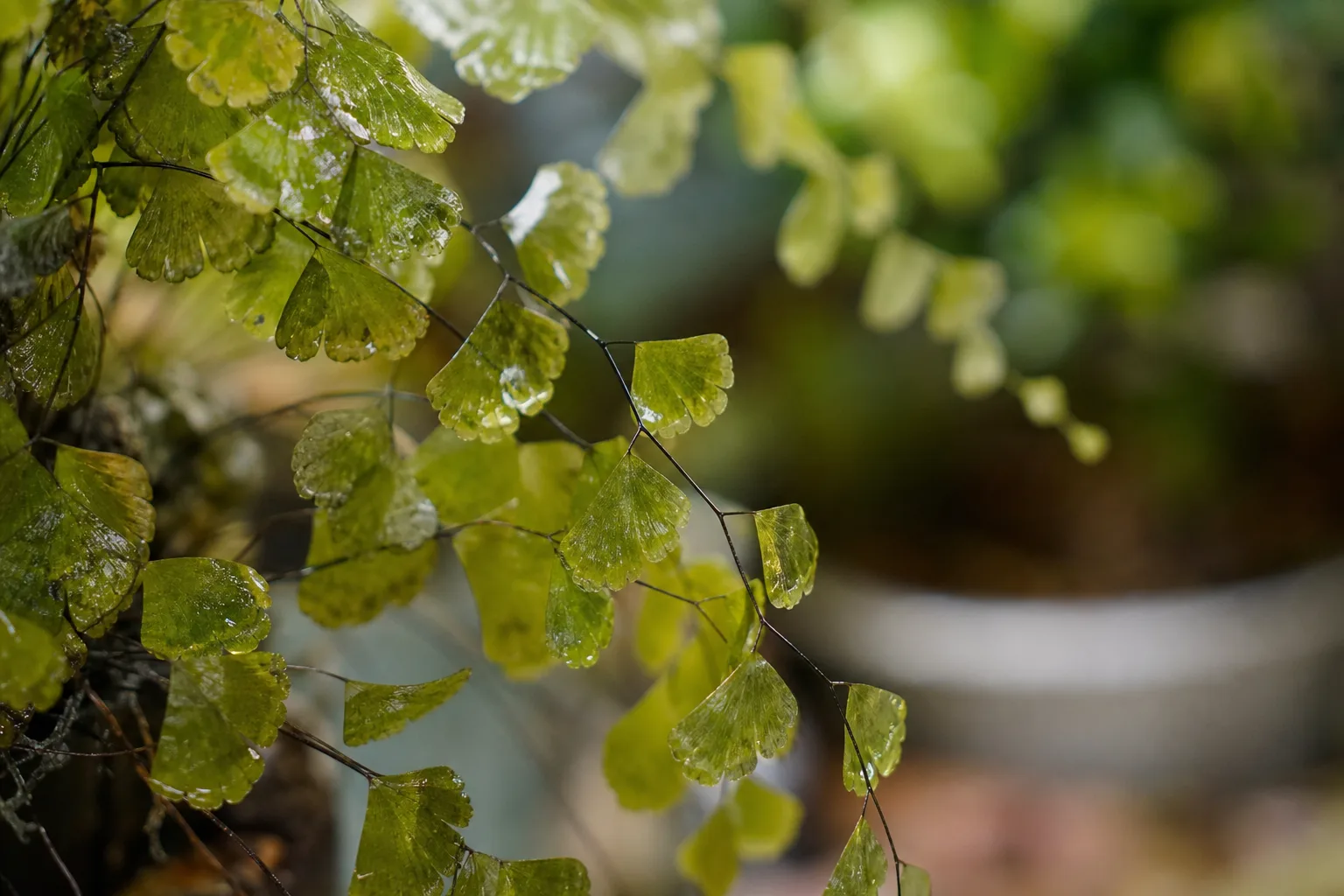 Transparent Leaves on Maidenhair Fern - visible symptom on the plant