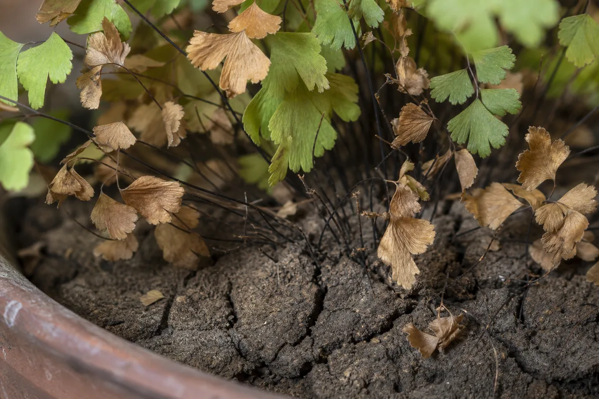 Close-up of Underwatering on Maidenhair Fern - diagnostic detail