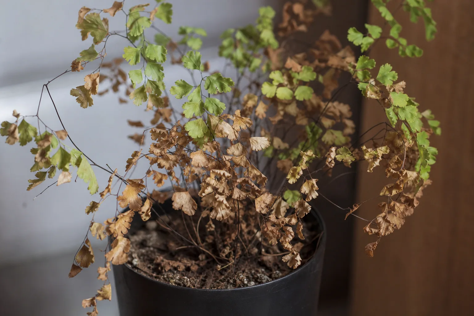 Underwatering on Maidenhair Fern - visible symptom on the plant