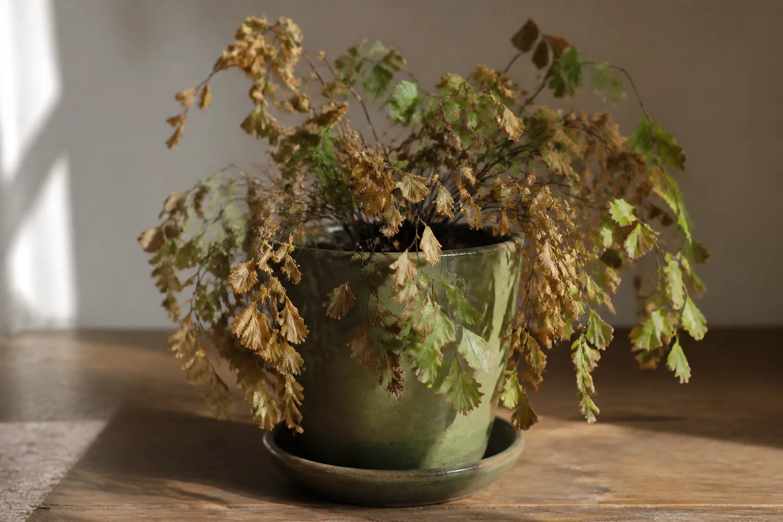 Water Stress on Maidenhair Fern - visible symptom on the plant