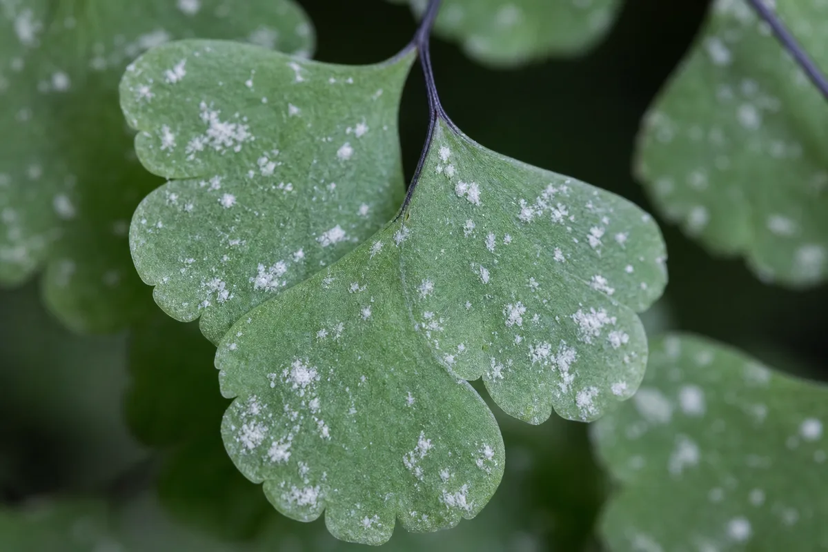 Close-up of White Spots on Maidenhair Fern - diagnostic detail