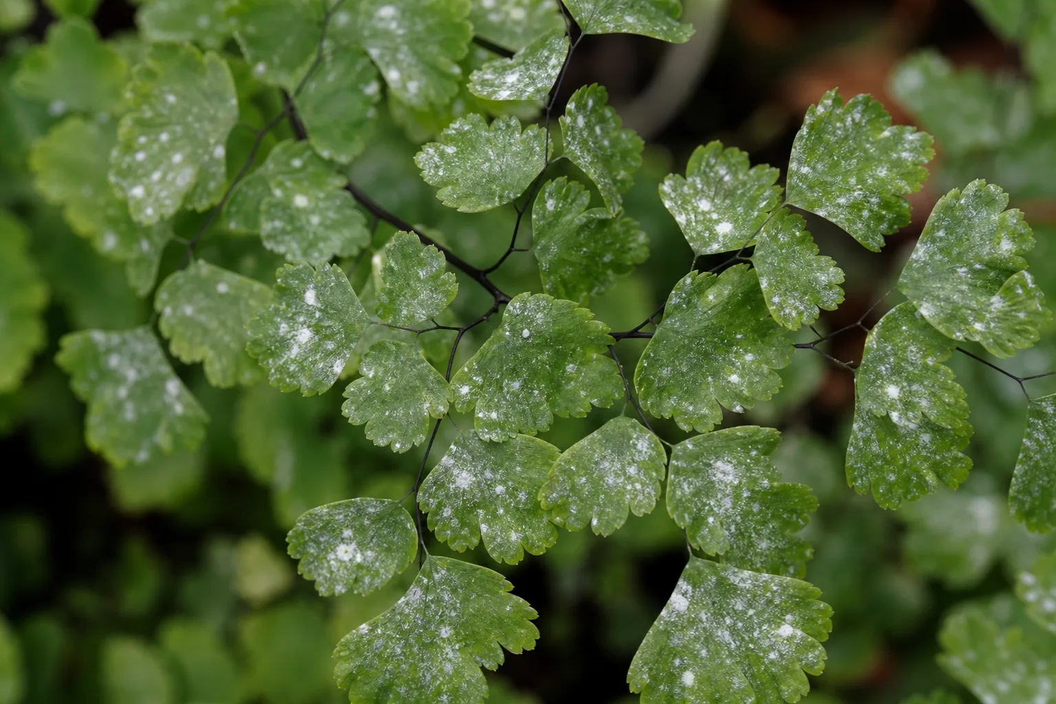 White Spots on Maidenhair Fern - visible symptom on the plant