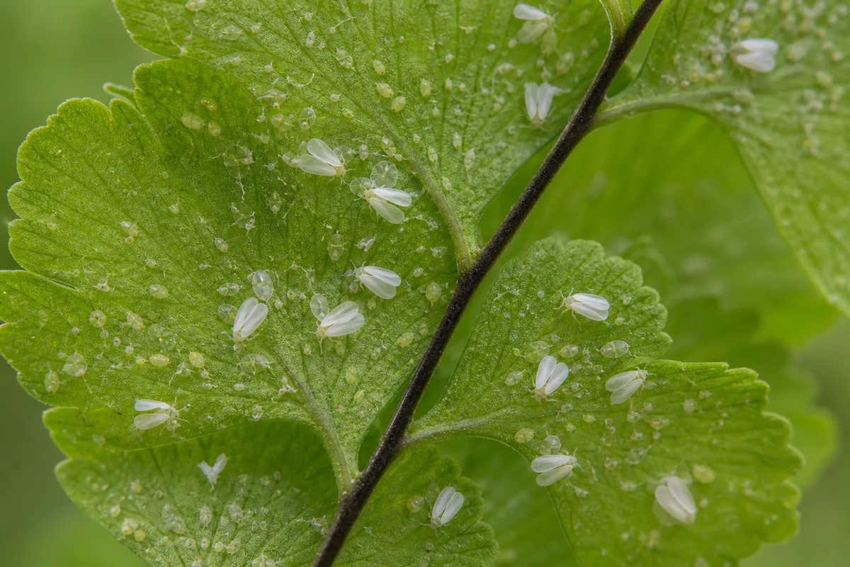 Close-up of Whiteflies on Maidenhair Fern - diagnostic detail