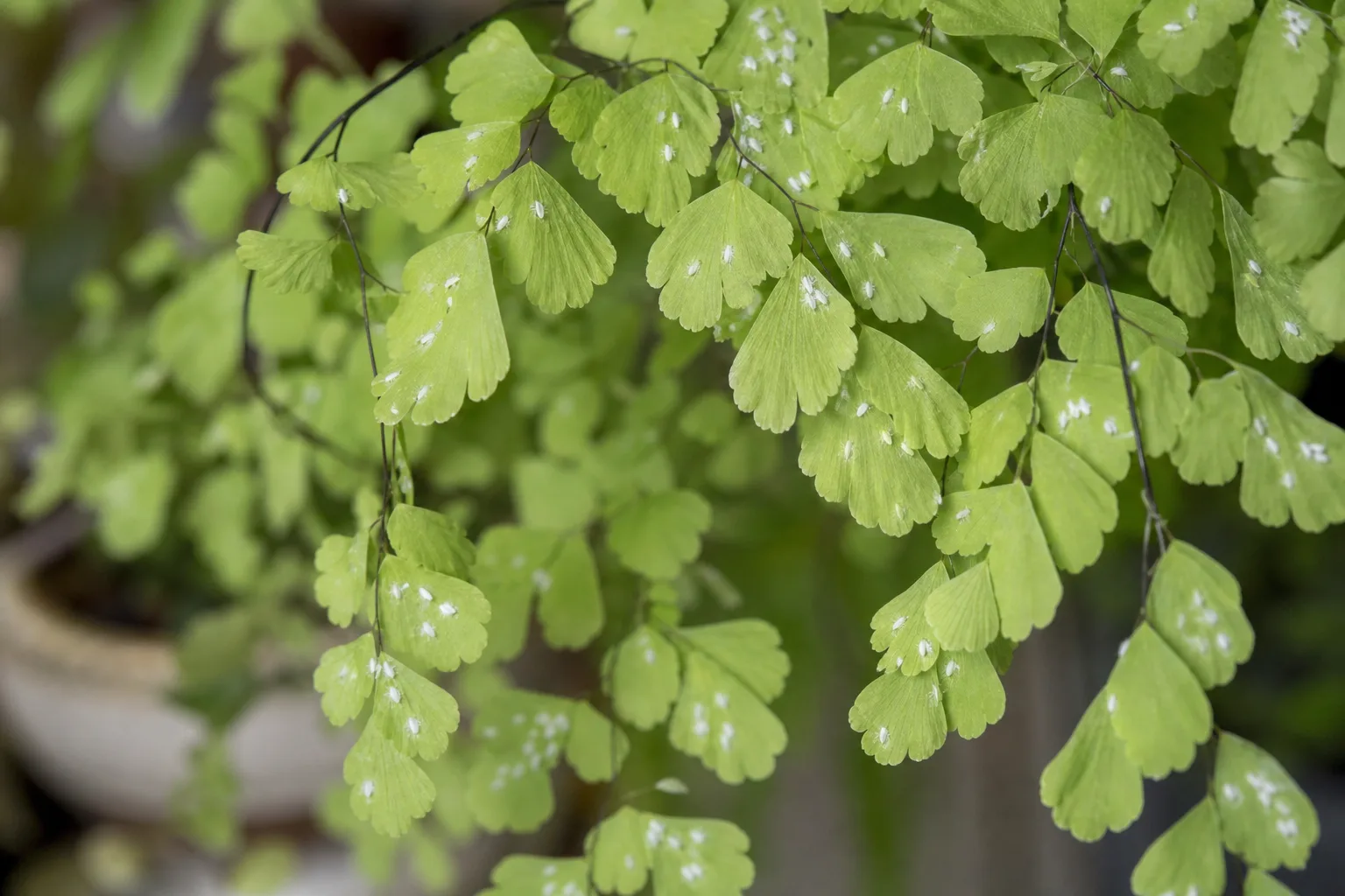 Whiteflies on Maidenhair Fern - visible symptom on the plant