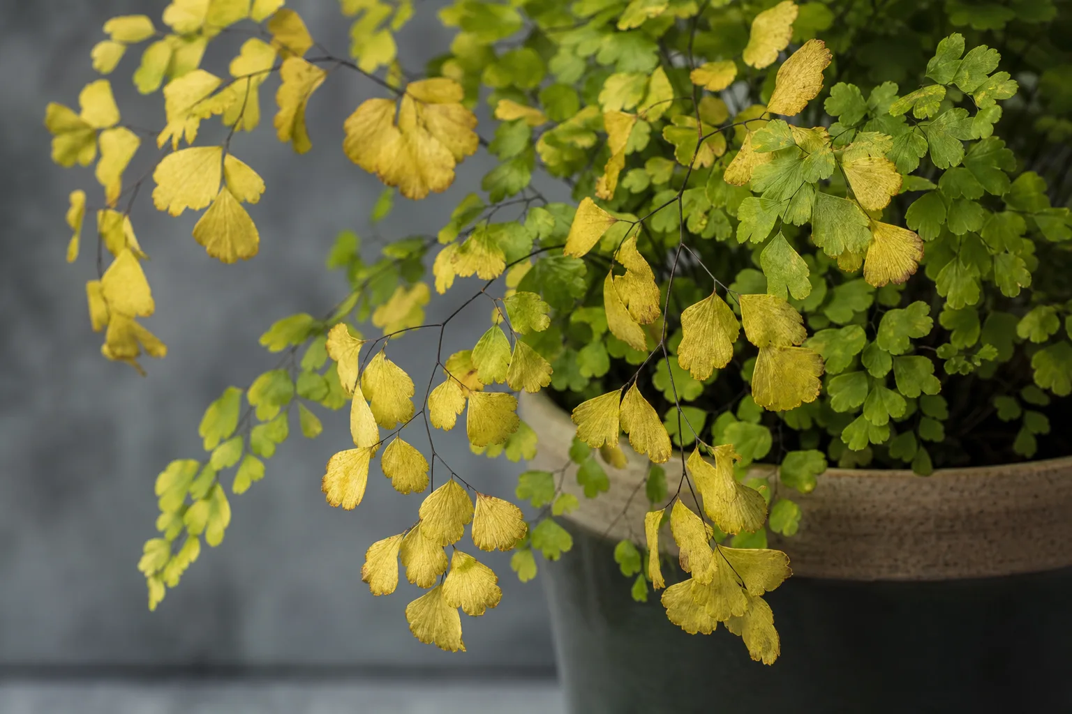 Yellow Leaves on Maidenhair Fern - visible symptom on the plant