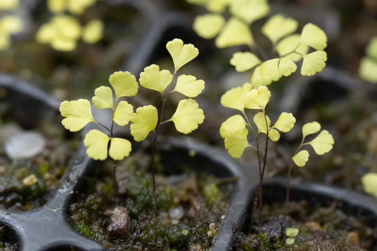 Close-up of Yellow Seedlings on Maidenhair Fern - diagnostic detail