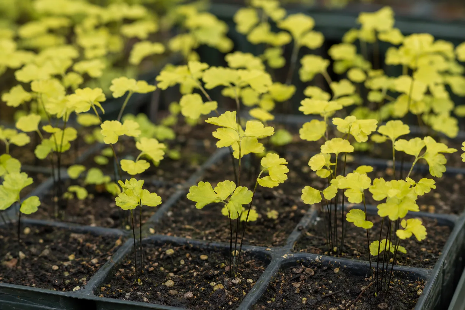Yellow Seedlings on Maidenhair Fern - visible symptom on the plant
