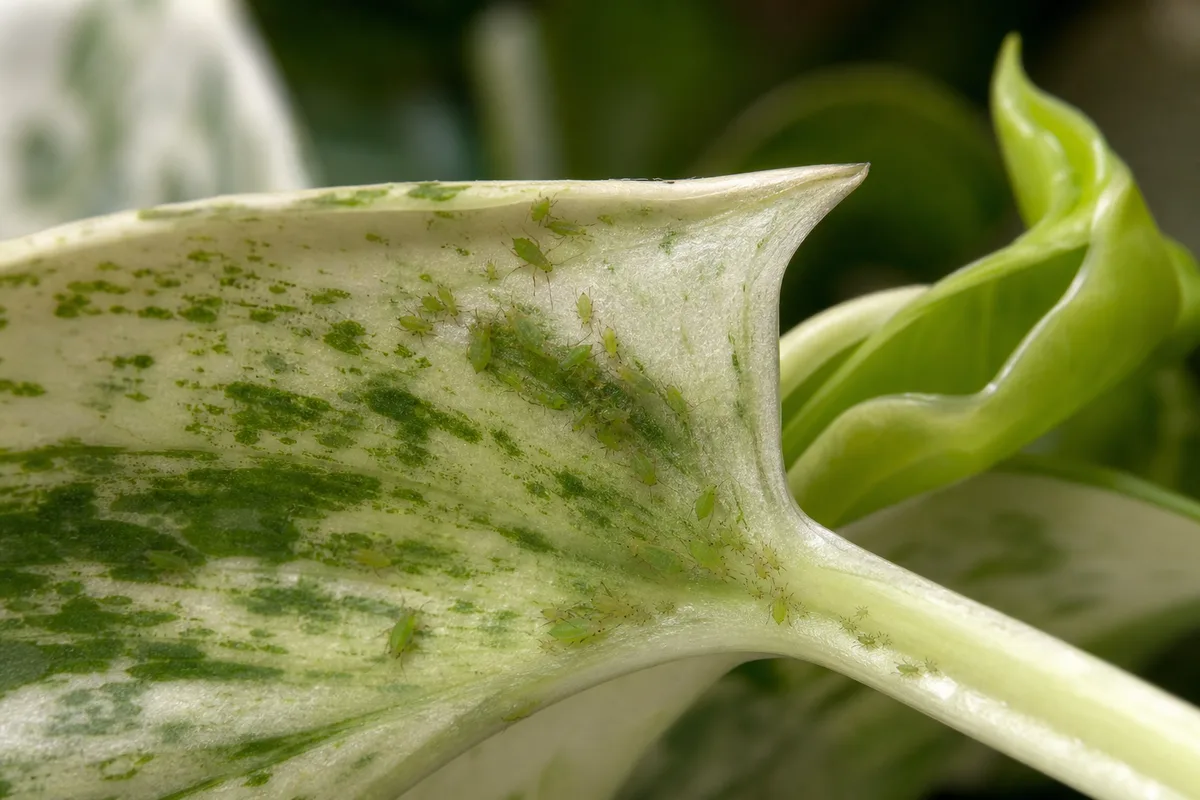 Small green aphids clustered along the underside of a curled leaf