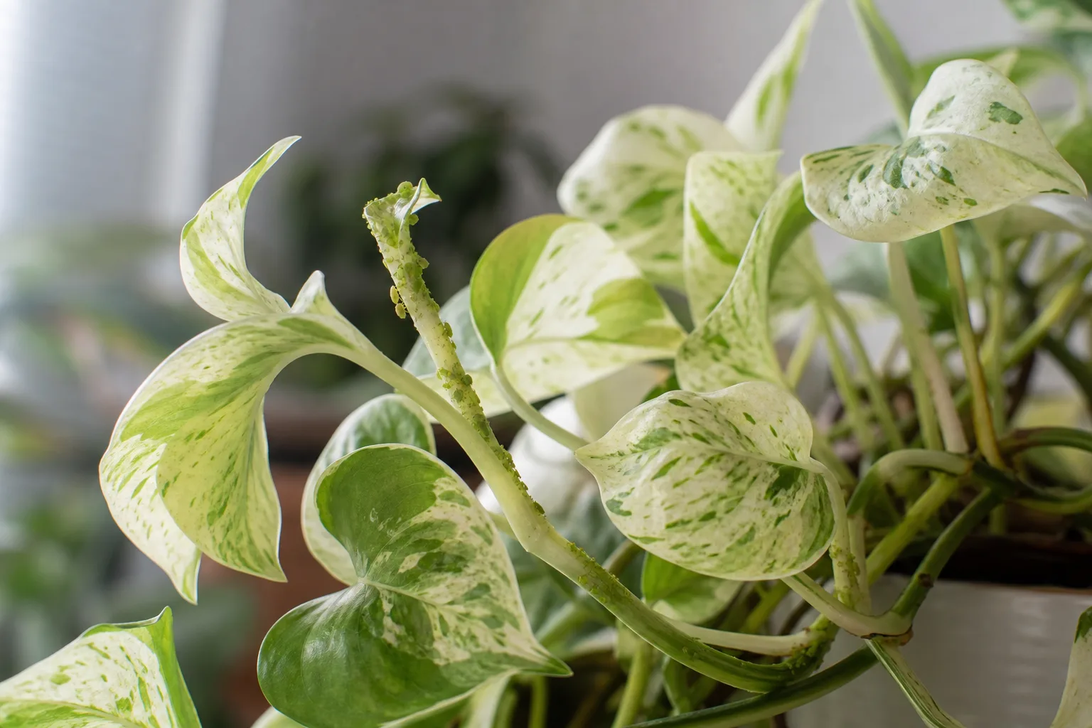 Aphids on Manjula Pothos - visible symptom on the plant