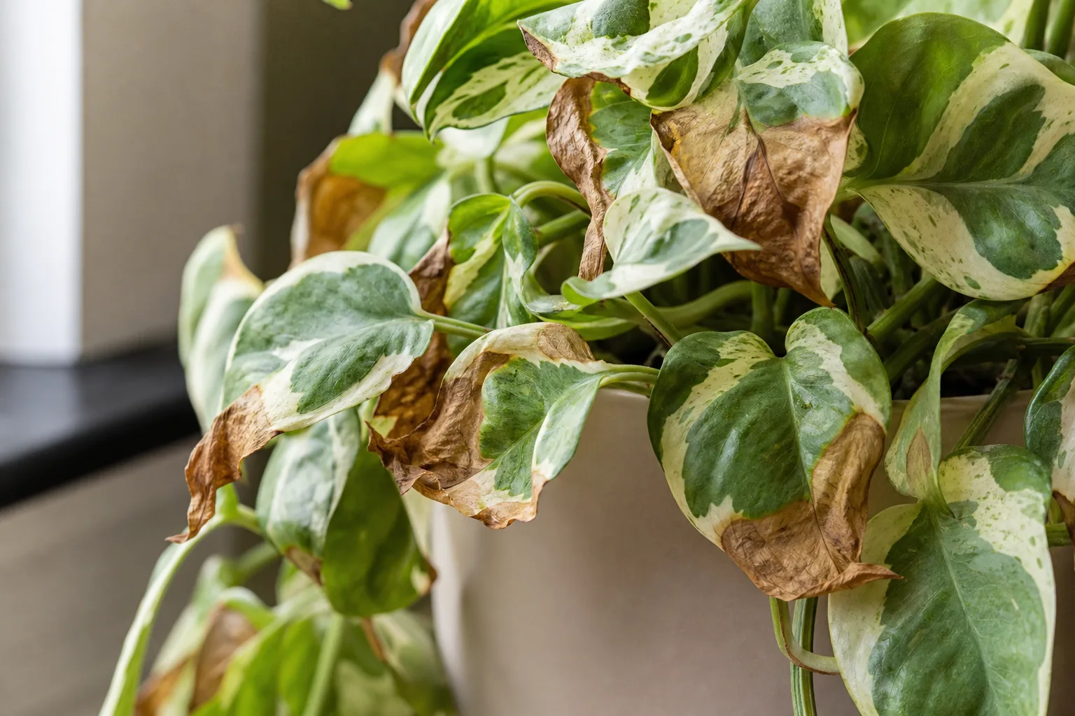 Crispy Leaves on Manjula Pothos - visible symptom on the plant