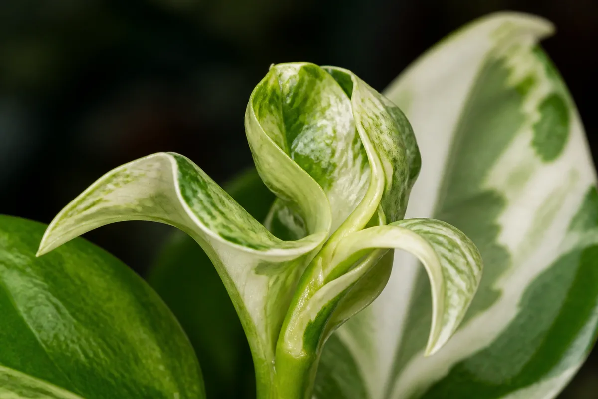 Close-up of Deformed New Growth on Manjula Pothos - diagnostic detail