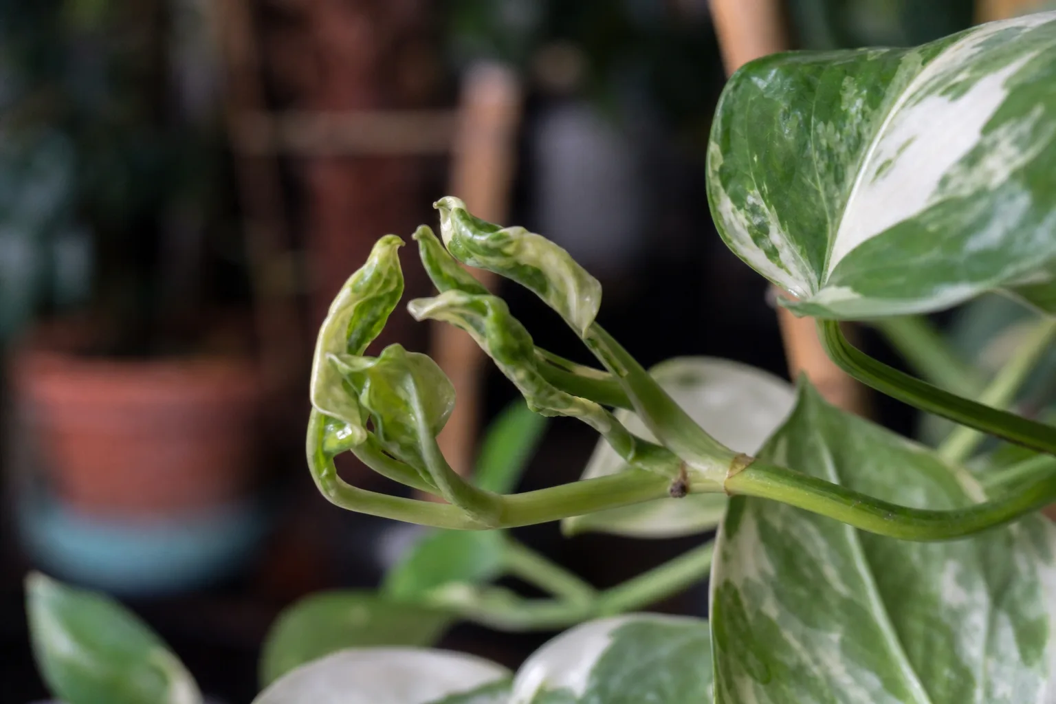 Deformed New Growth on Manjula Pothos - visible symptom on the plant