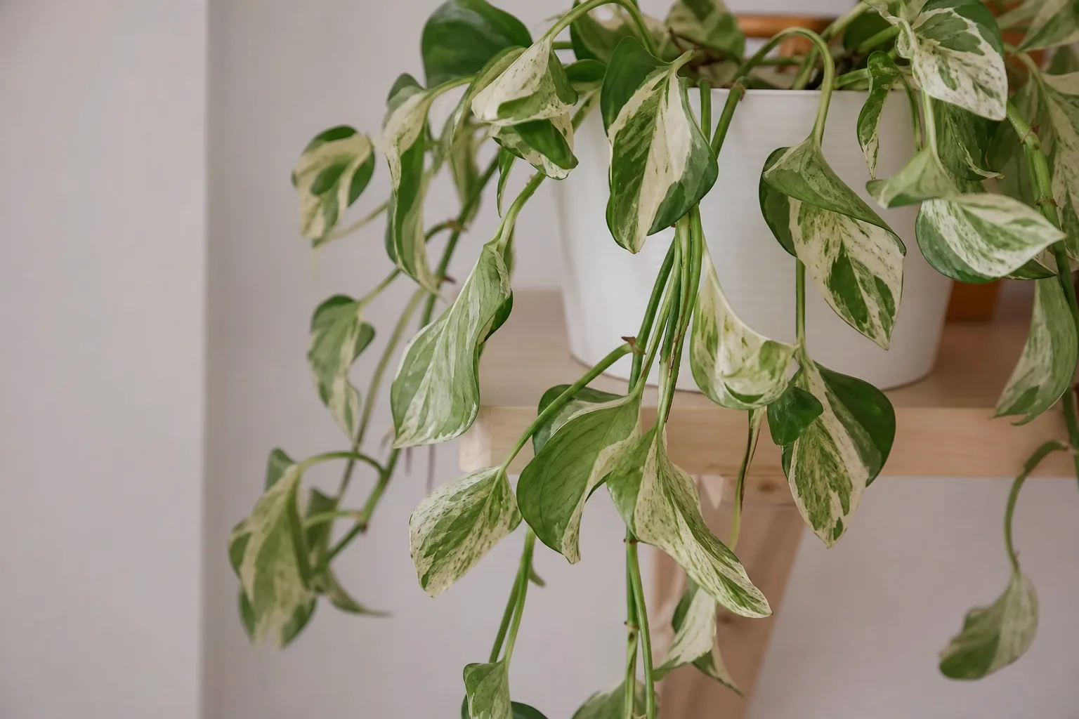 Drooping Leaves on Manjula Pothos - visible symptom on the plant