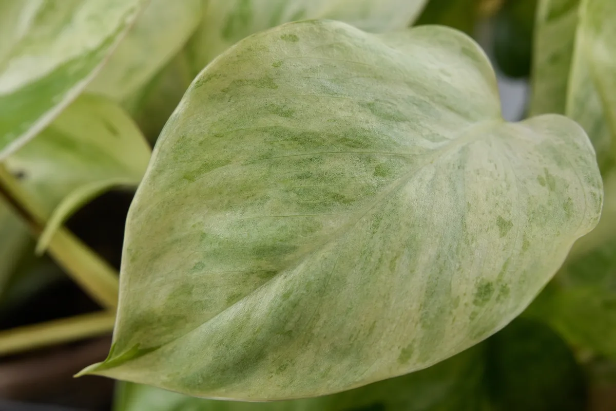 Close-up of Faded Leaves on Manjula Pothos - diagnostic detail