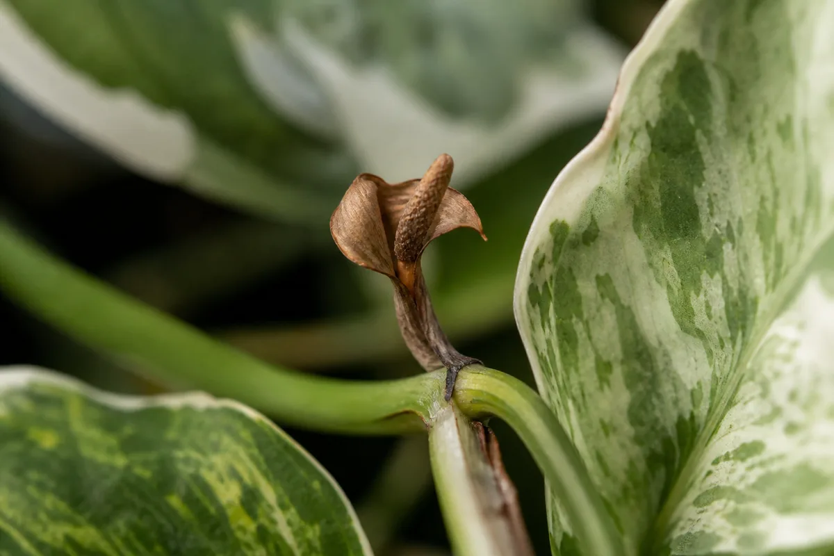 Close-up of Flowers Turning Brown on Manjula Pothos - diagnostic detail