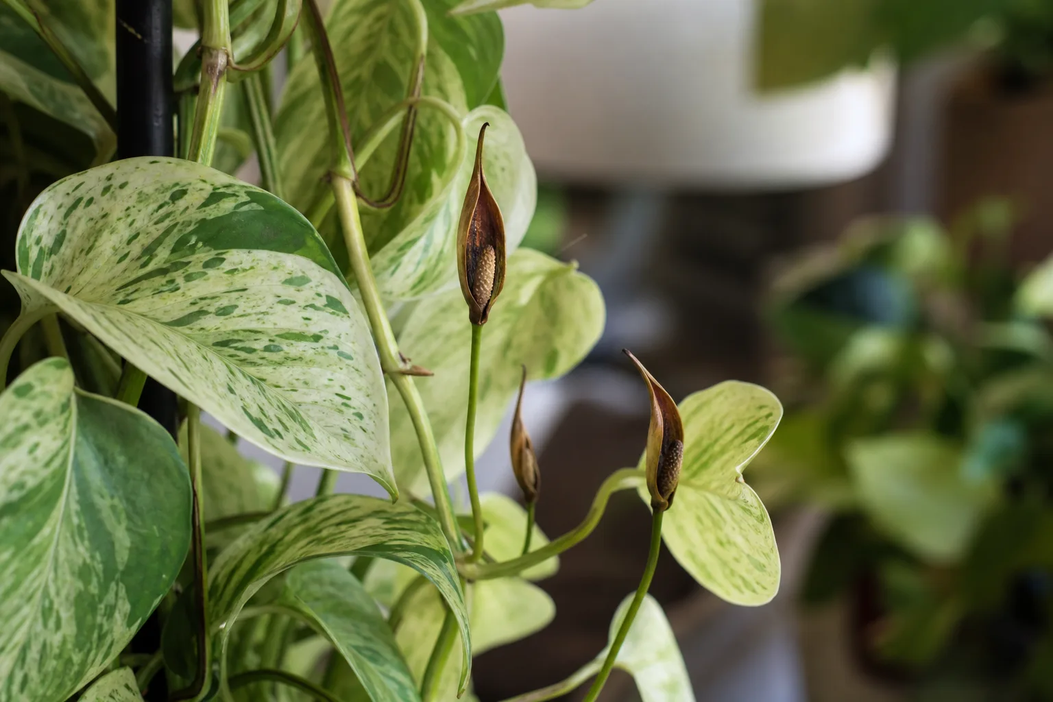 Flowers Turning Brown on Manjula Pothos - visible symptom on the plant