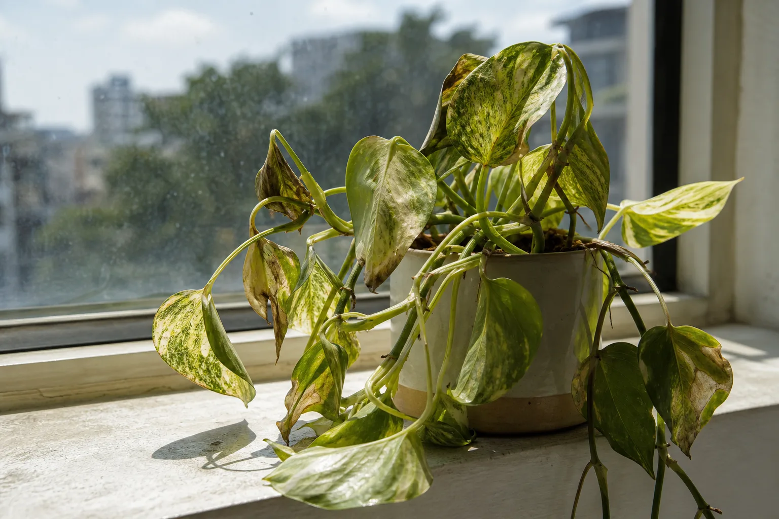 Heat Stress on Manjula Pothos - visible symptom on the plant