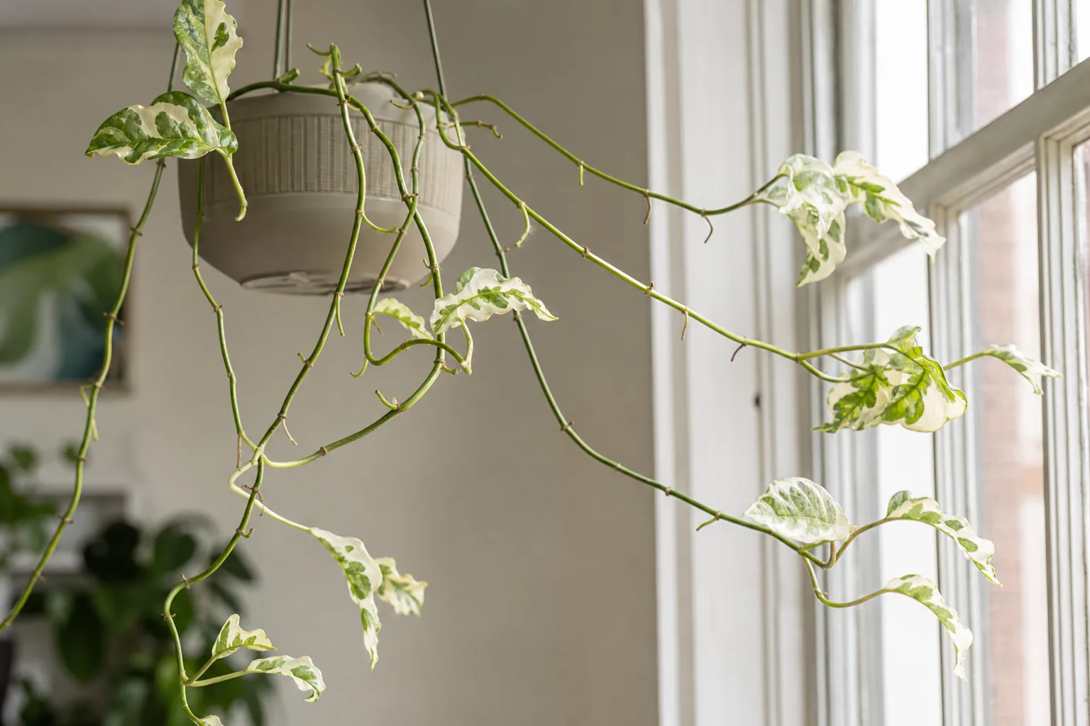 Leggy Growth on Manjula Pothos - visible symptom on the plant