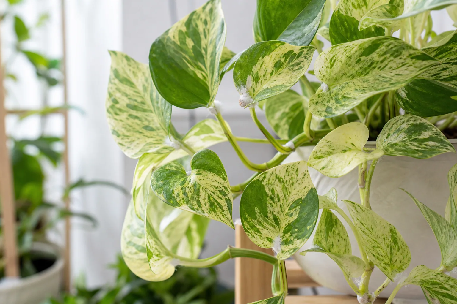 Mealybugs on Manjula Pothos - visible symptom on the plant