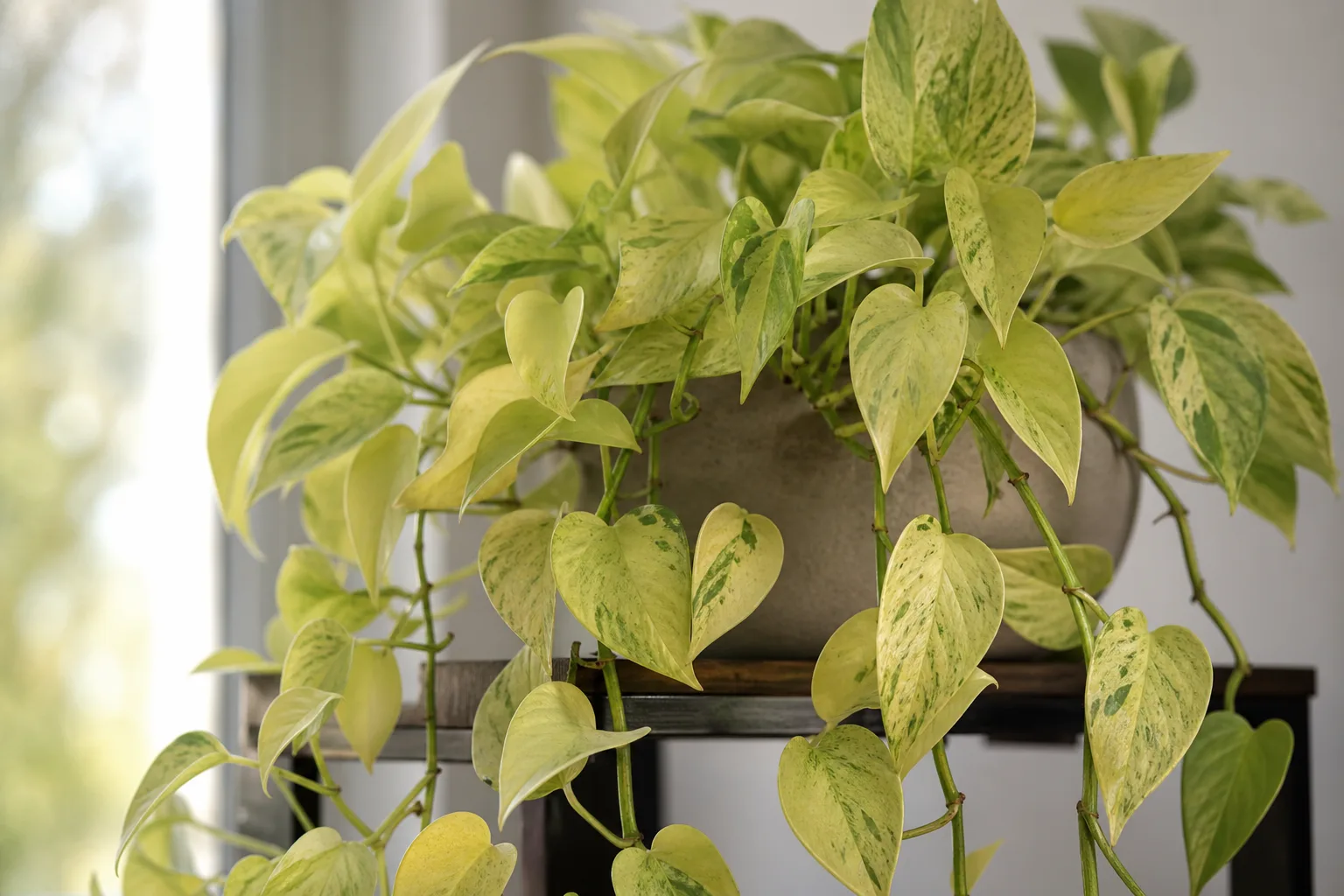 Nitrogen Deficiency on Manjula Pothos - visible symptom on the plant