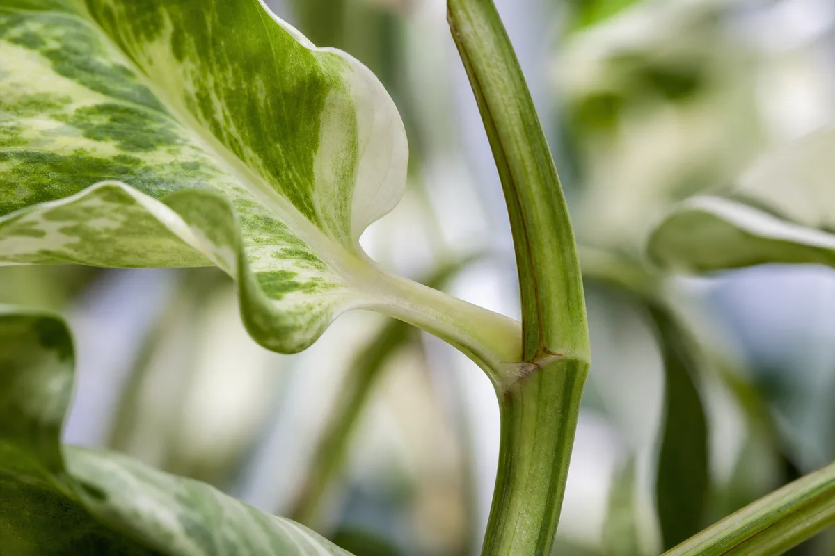 Close-up of No Flowers on Manjula Pothos - diagnostic detail