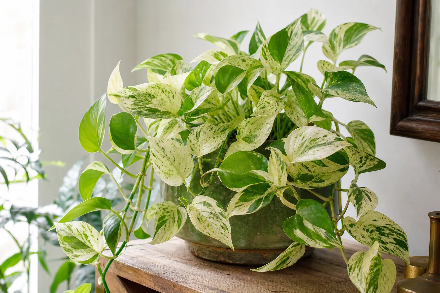 No Flowers on Manjula Pothos - visible symptom on the plant