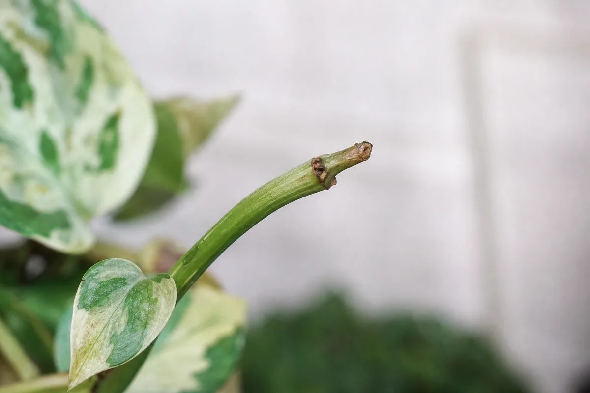Close-up of No New Growth on Manjula Pothos - diagnostic detail