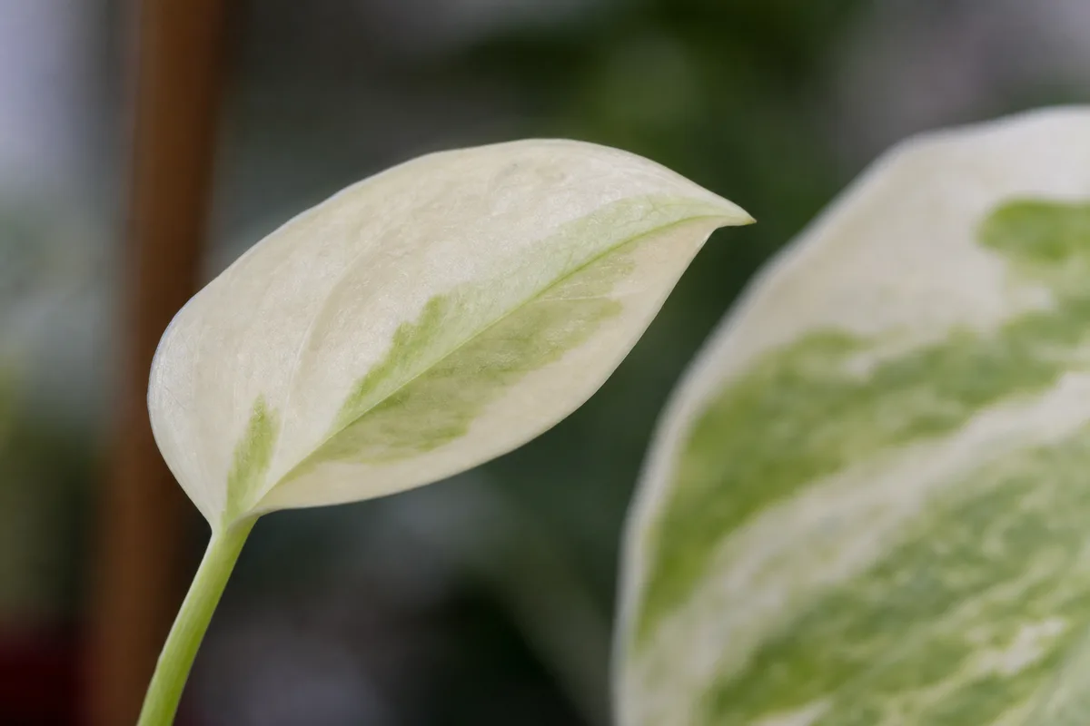 Close-up of Not Enough Light on Manjula Pothos - diagnostic detail