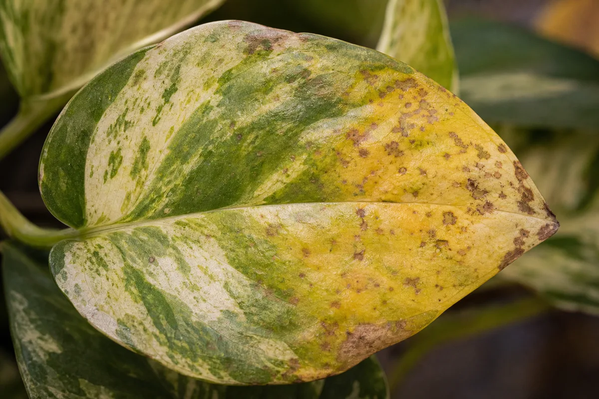 Close-up of Nutrient Lockout on Manjula Pothos - diagnostic detail