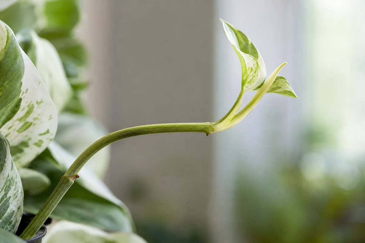 Close-up of Plant Leaning on Manjula Pothos - diagnostic detail