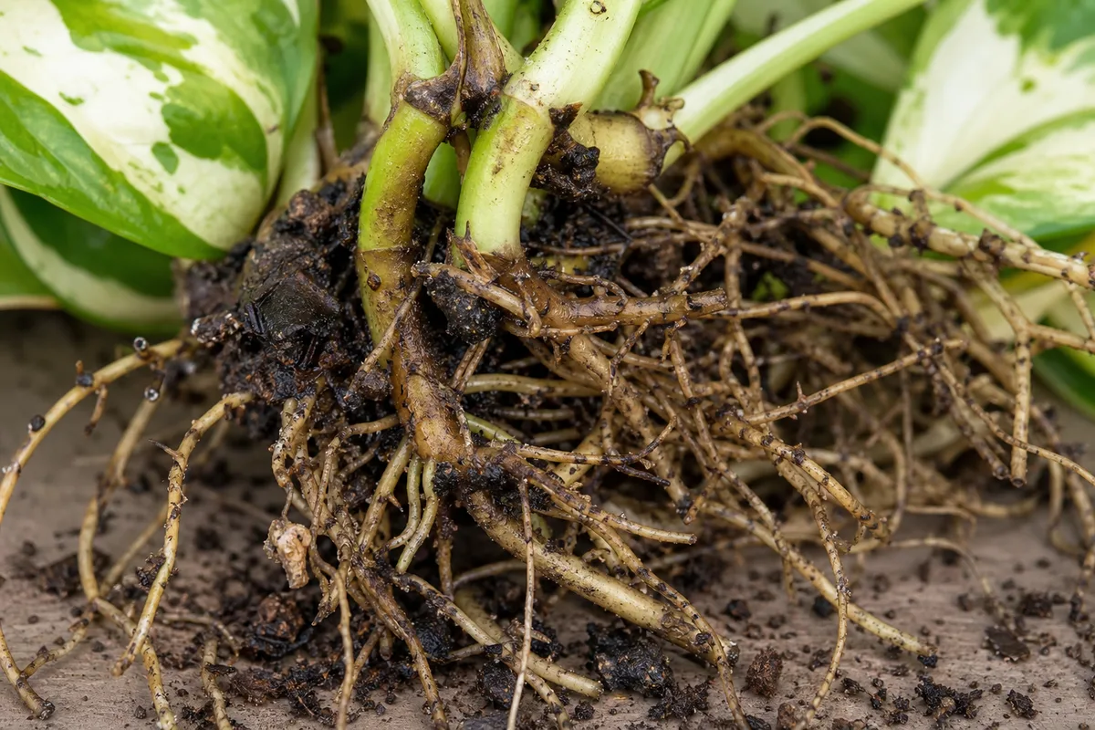 Close-up of Poor Root Growth on Manjula Pothos - diagnostic detail