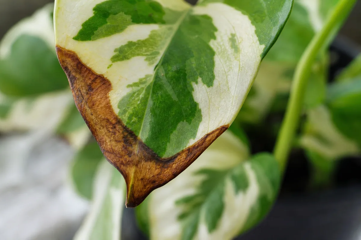 Close-up of Potassium Deficiency on Manjula Pothos - diagnostic detail