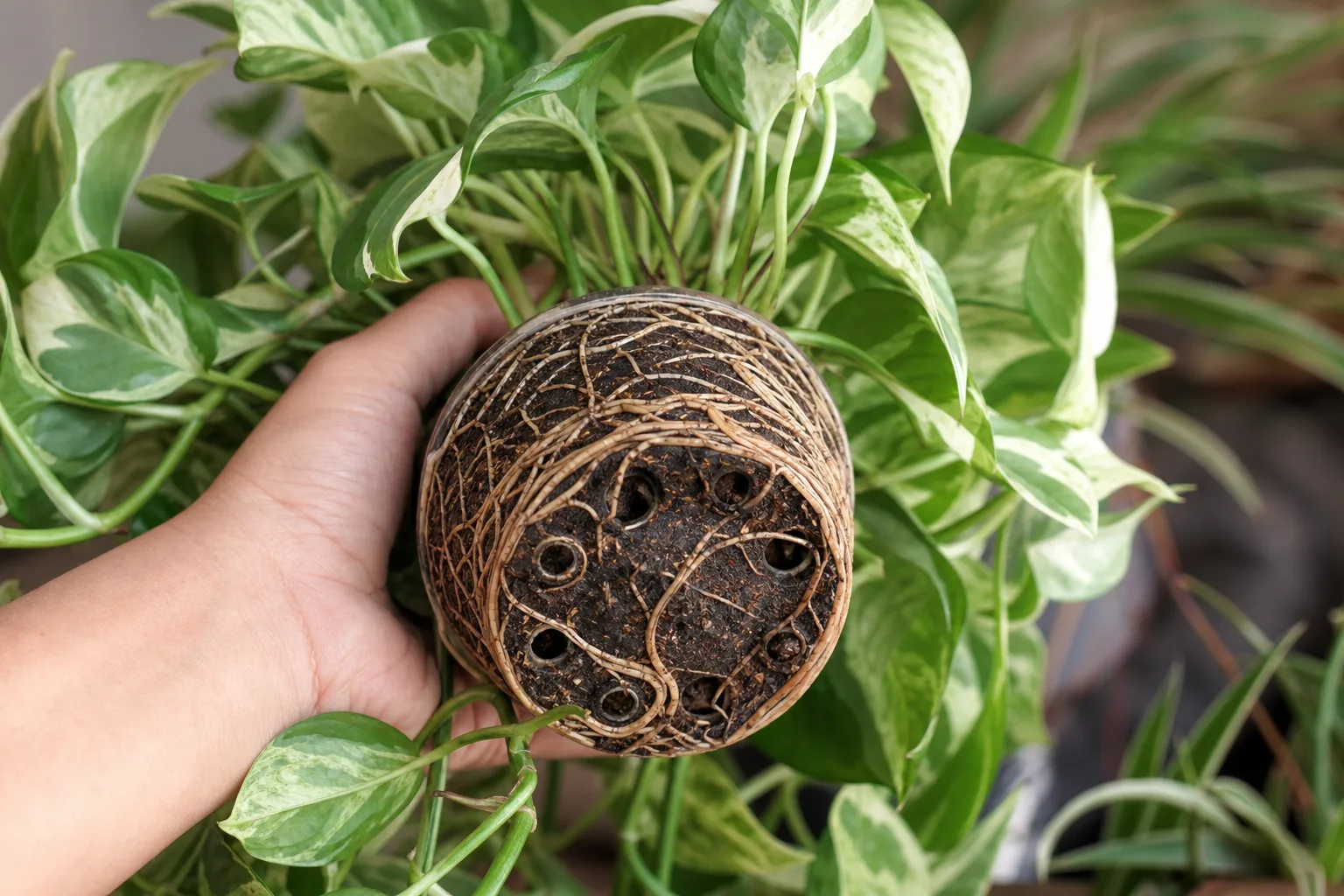 Root Bound on Manjula Pothos - visible symptom on the plant