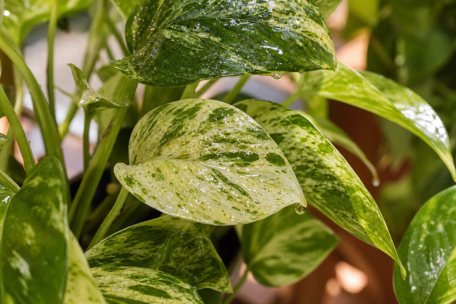 Sticky Leaves on Manjula Pothos - visible symptom on the plant