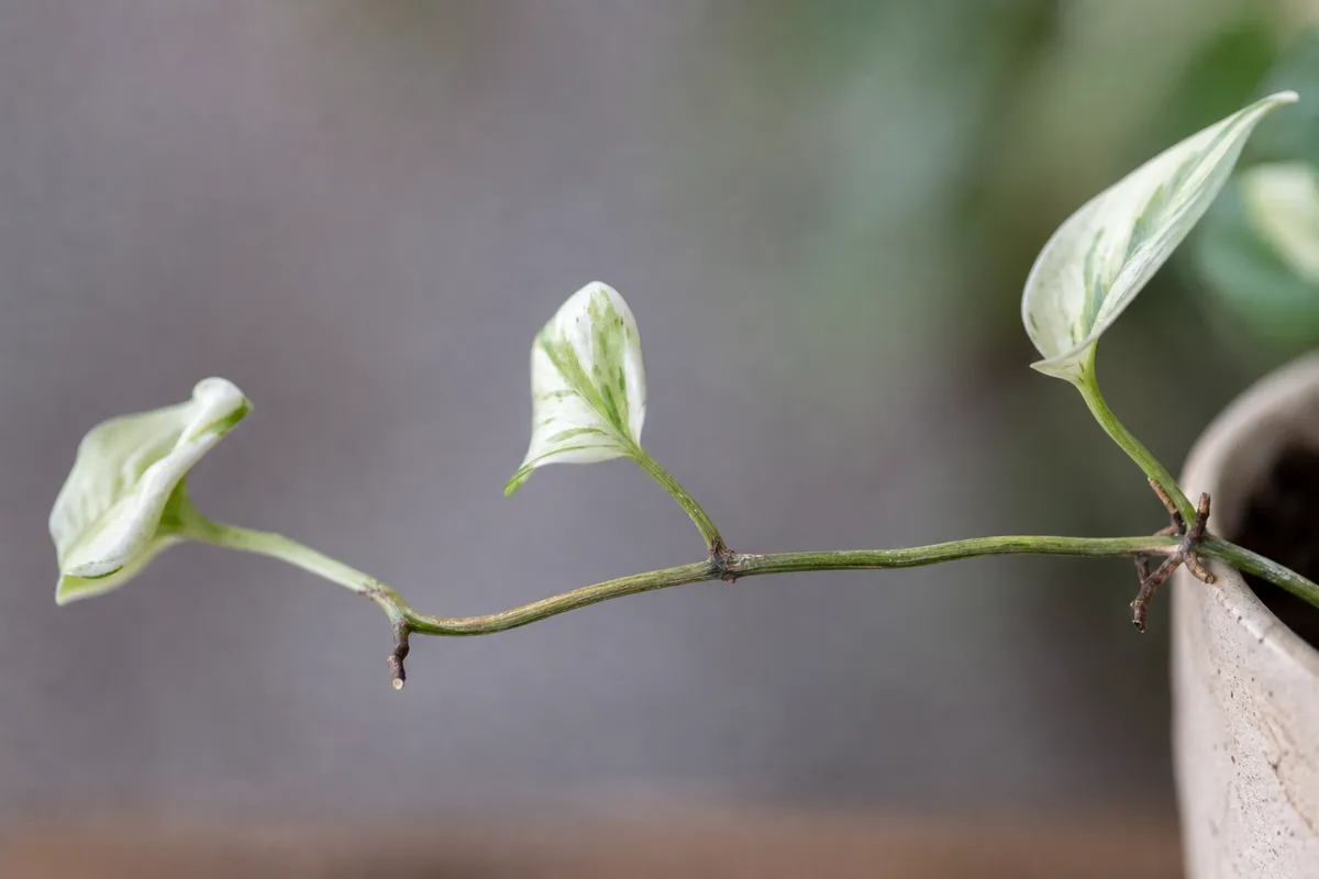 Close-up of Thin Stems on Manjula Pothos - diagnostic detail