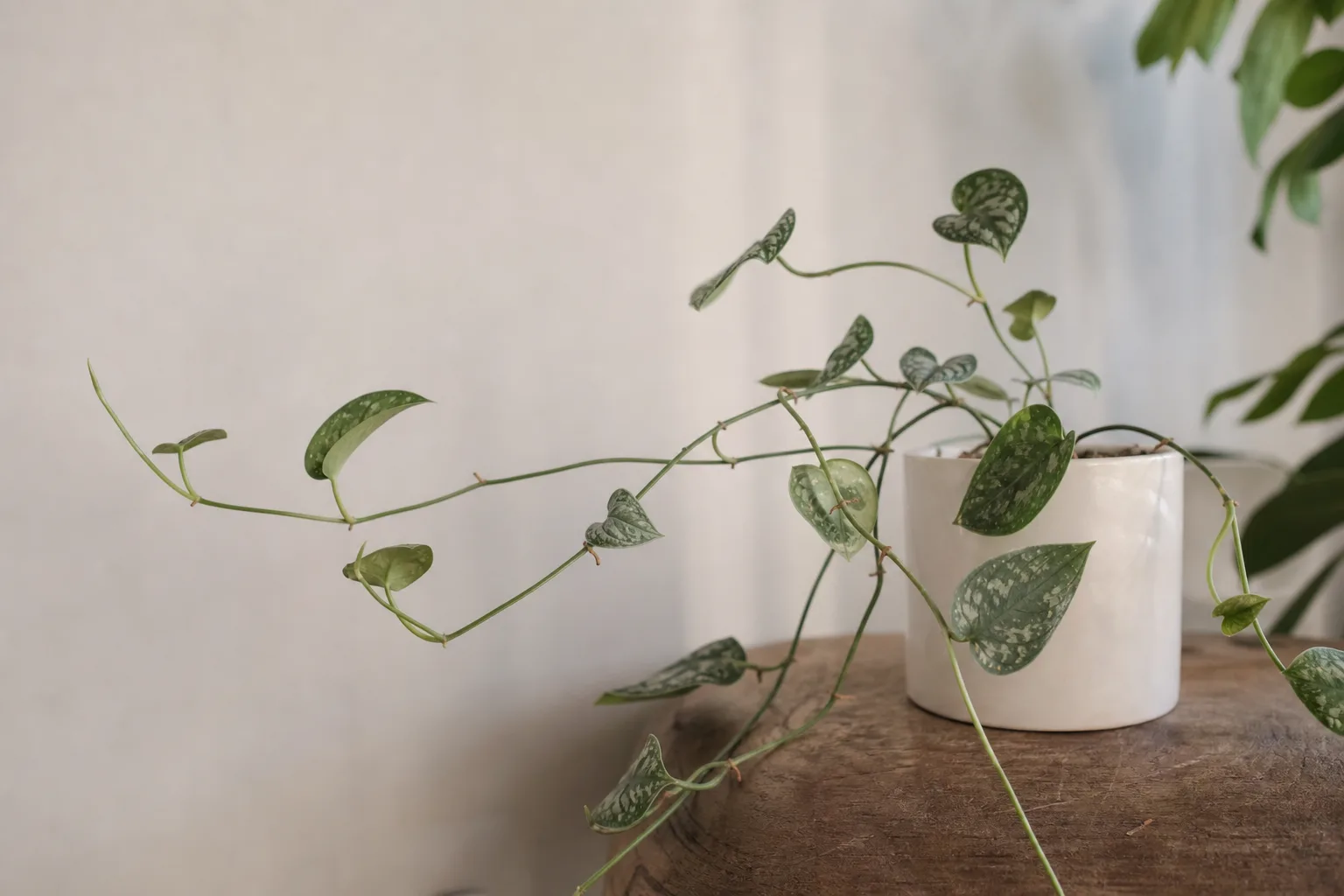 Thin Stems on Manjula Pothos - visible symptom on the plant