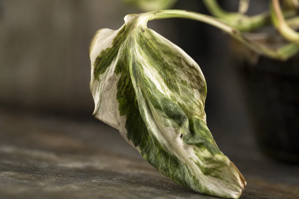 Close-up of Wilting on Manjula Pothos - diagnostic detail