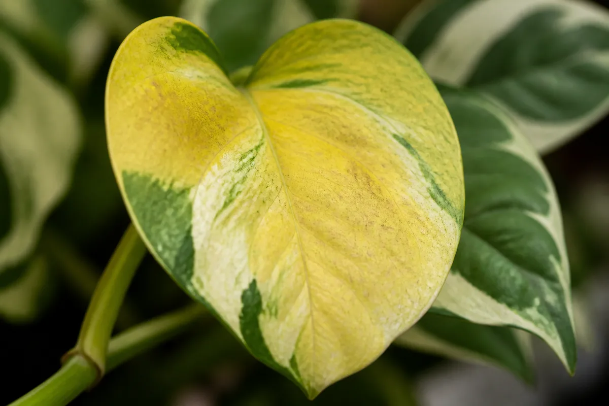 Close-up of Yellow Leaves on Manjula Pothos - diagnostic detail