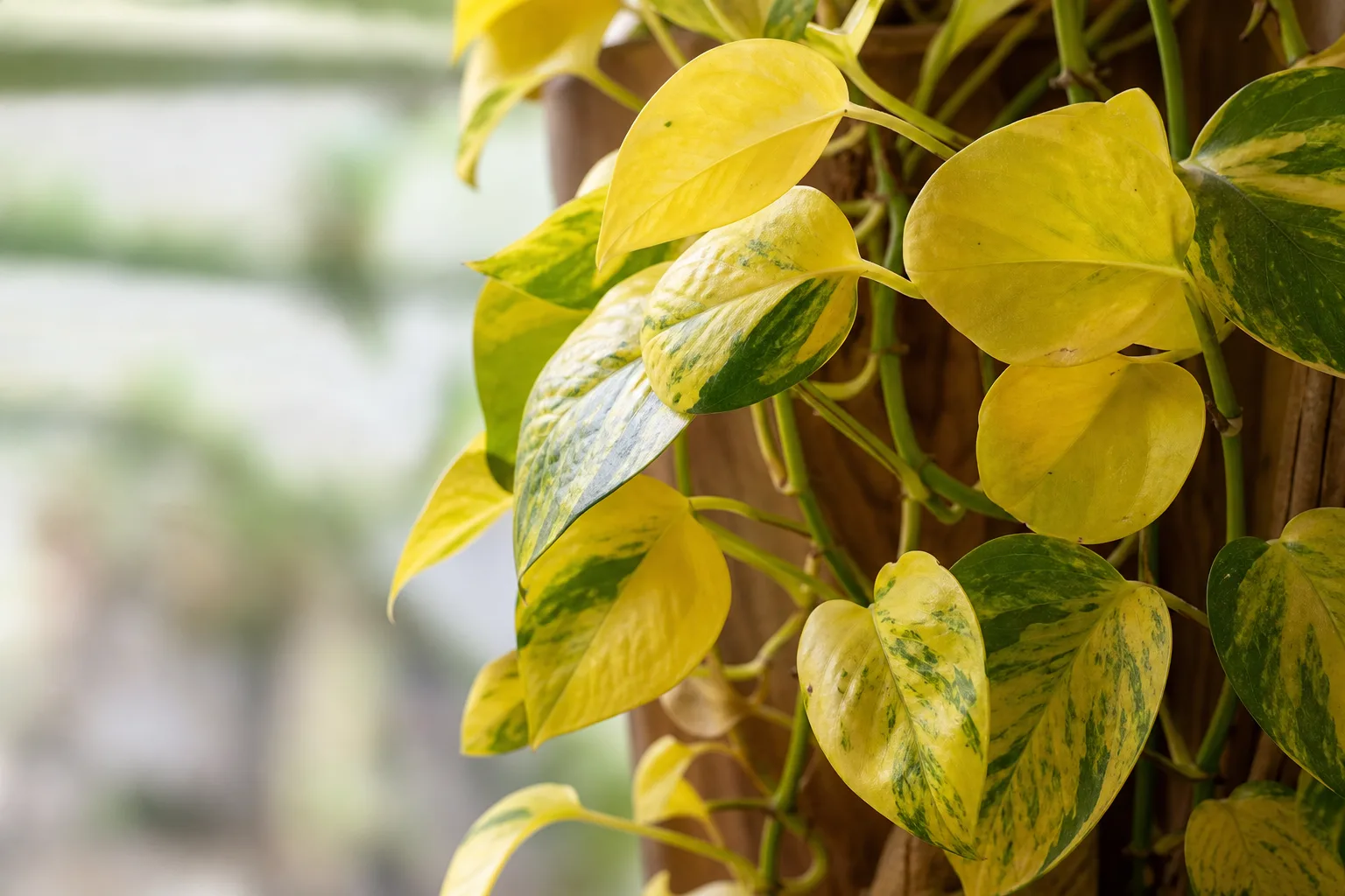 Yellow Leaves on Manjula Pothos - visible symptom on the plant