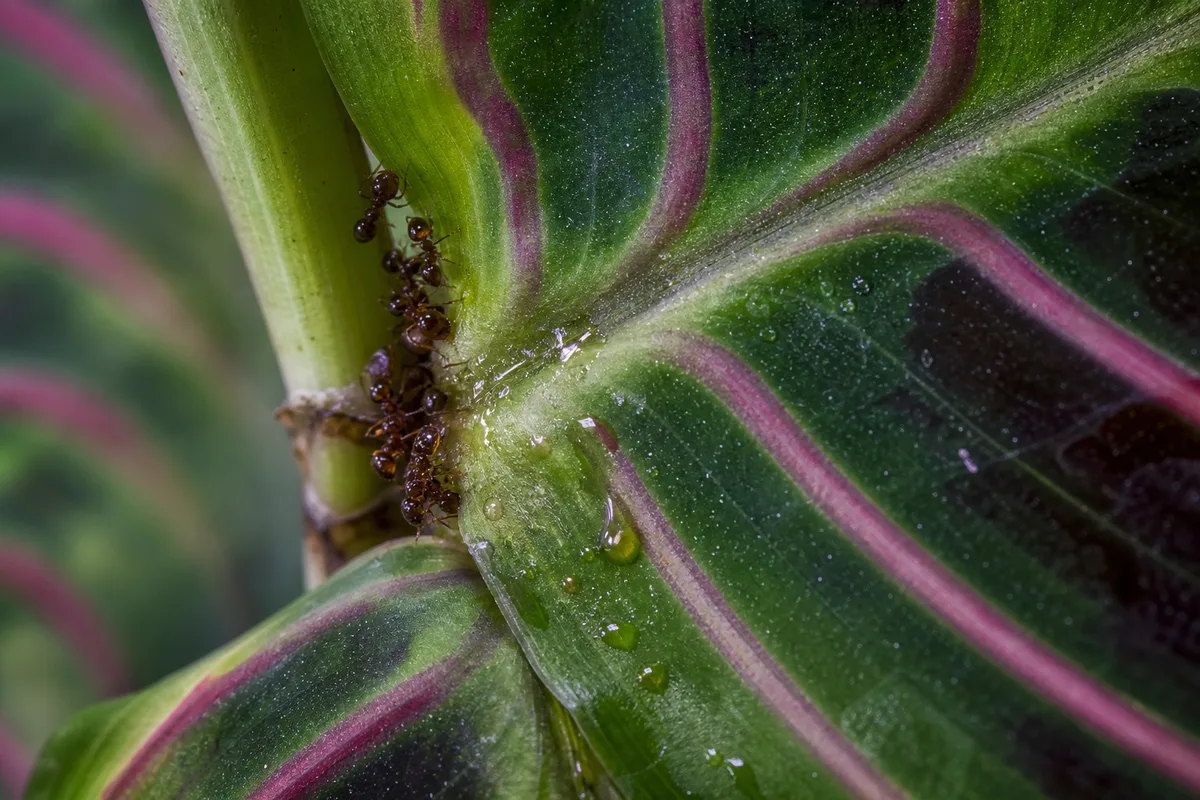 Close-up of Ants on Plant on Maranta Leuconeura - diagnostic detail